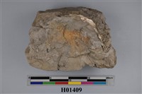 藏品(二枚貝)的圖片